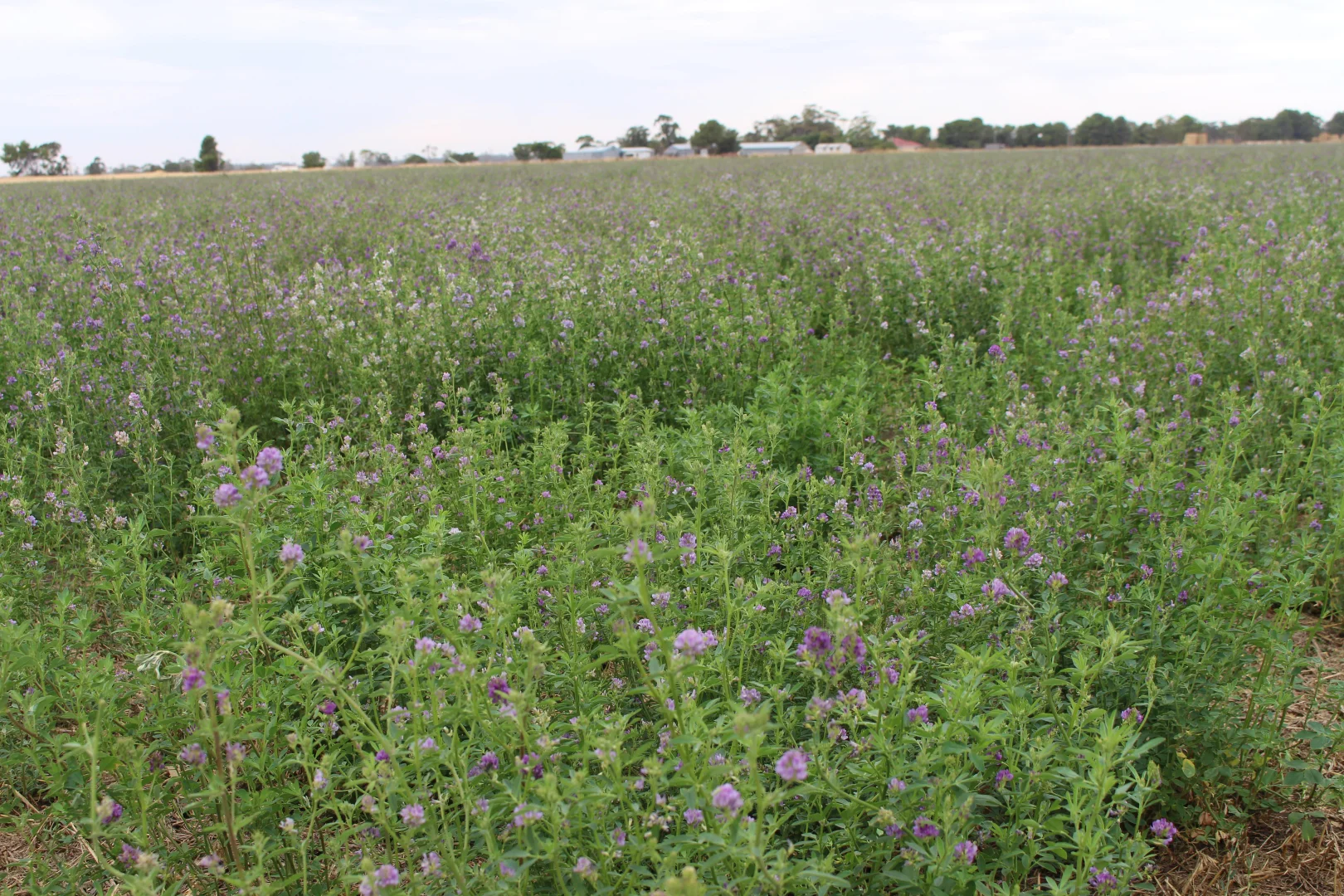 Additional image 20 of 2212 CAREW ROAD, Mundulla SA 5270