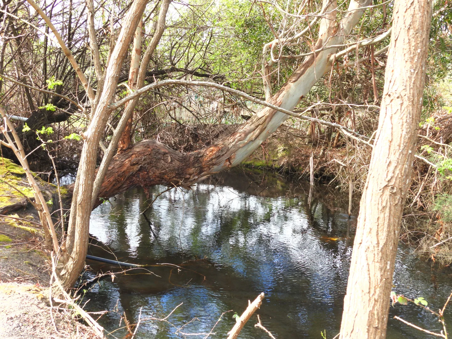 Additional image 21 of 22 Ansons Bay Road, St Helens TAS 7216