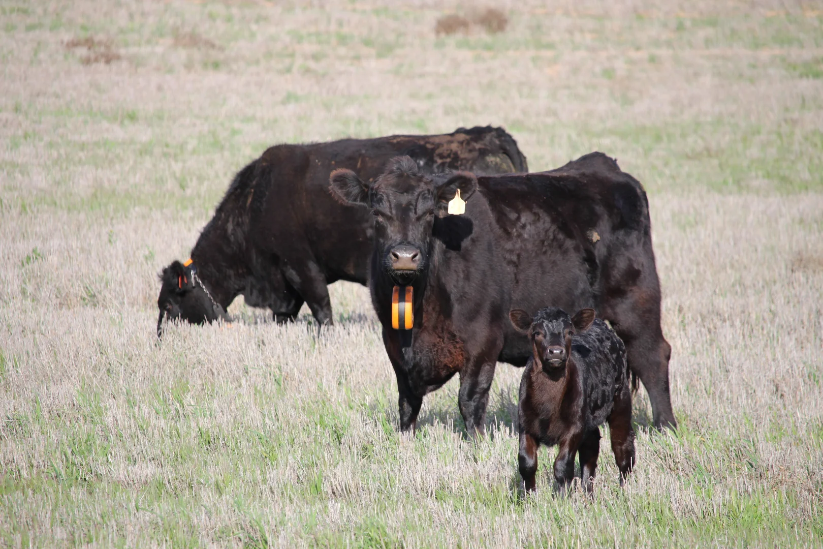 Additional image 8 of Allotment 92 Perponda Road, Karoonda SA 5307