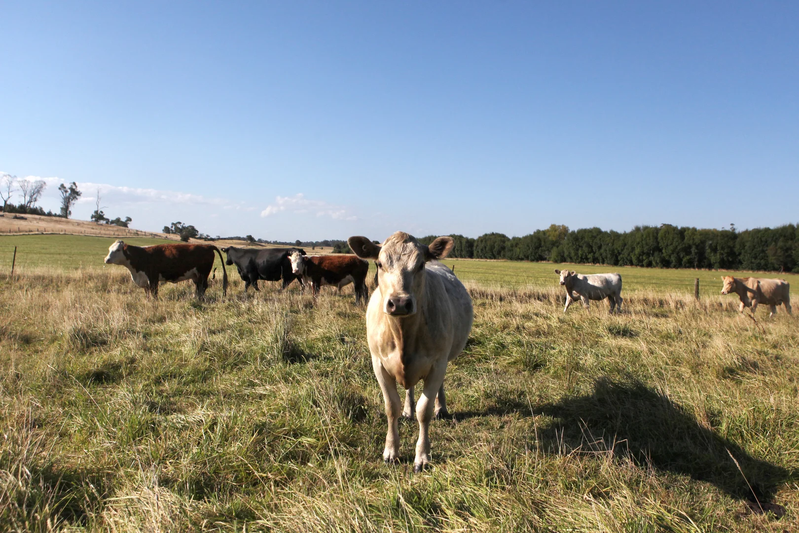 Additional image 21 of 125 Cemetery Road, Tylden VIC 3444