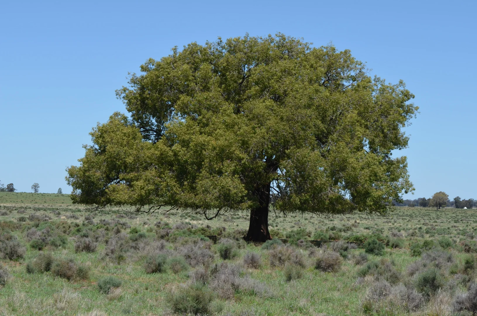 Additional image 19 of 'Mentone' 1521 Bruie Plains Road, Trundle NSW 2875