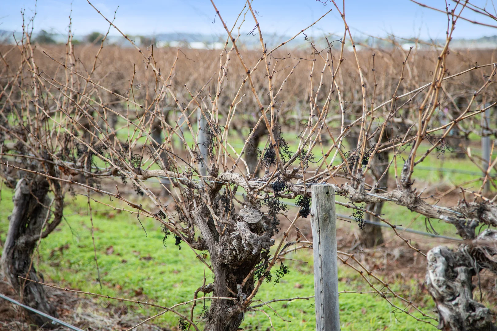 Additional image 4 of Lot 351 Angaston Road, Nuriootpa SA 5355