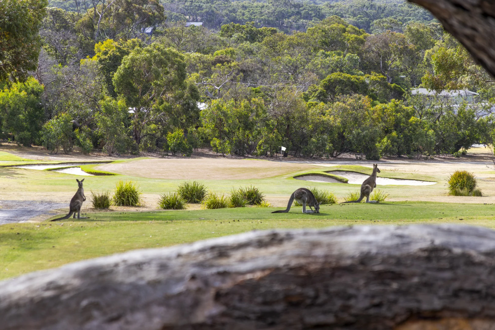 Additional image 10 of 1D McMahon Avenue, Anglesea VIC 3230