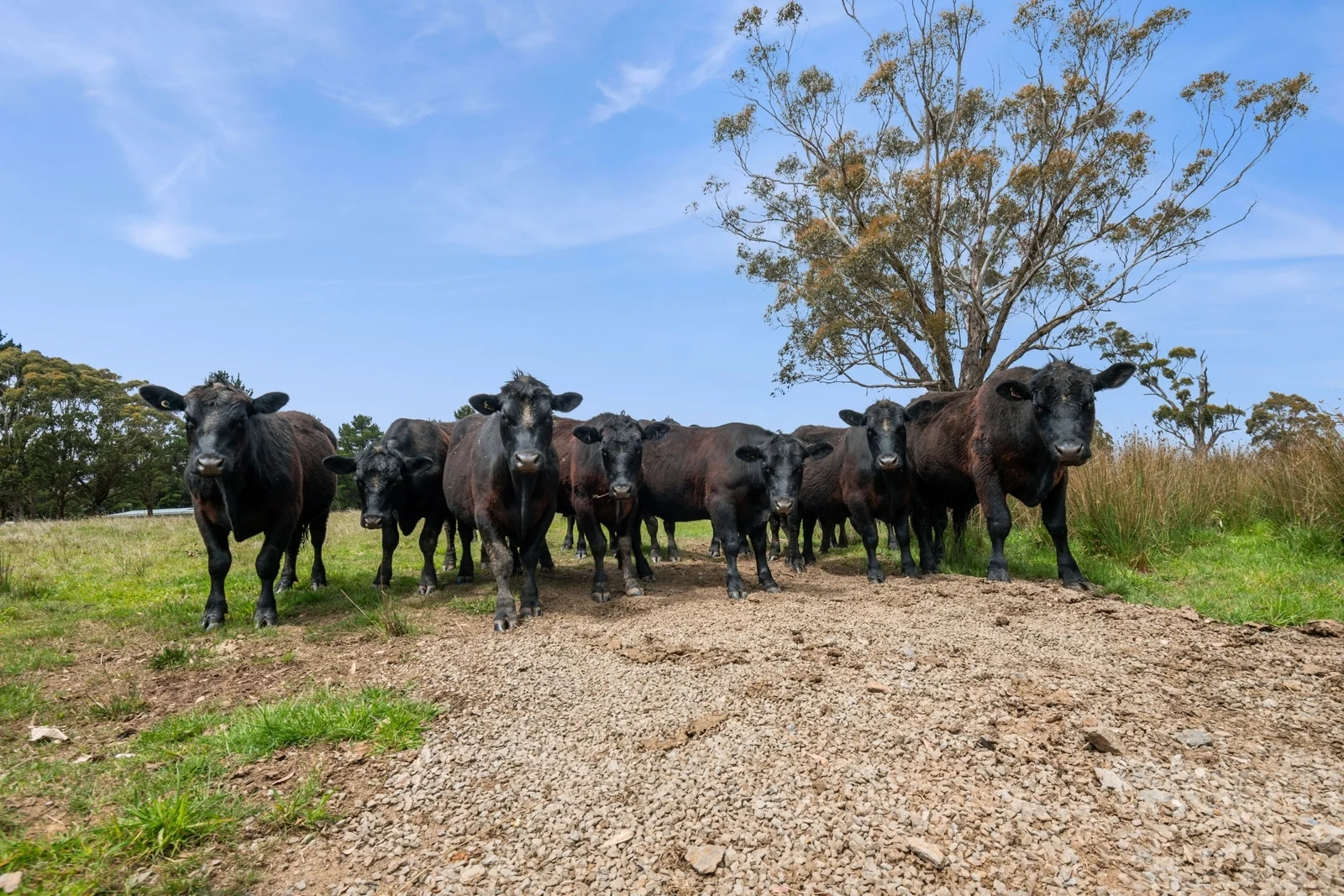 Additional image 6 of 148 Daylesford Trentham Road, Daylesford VIC 3460
