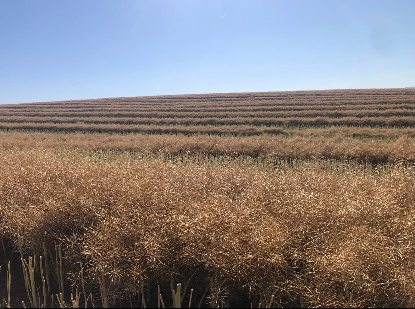 Additional image 3 of 861 Kadina Road, Parkes NSW 2870