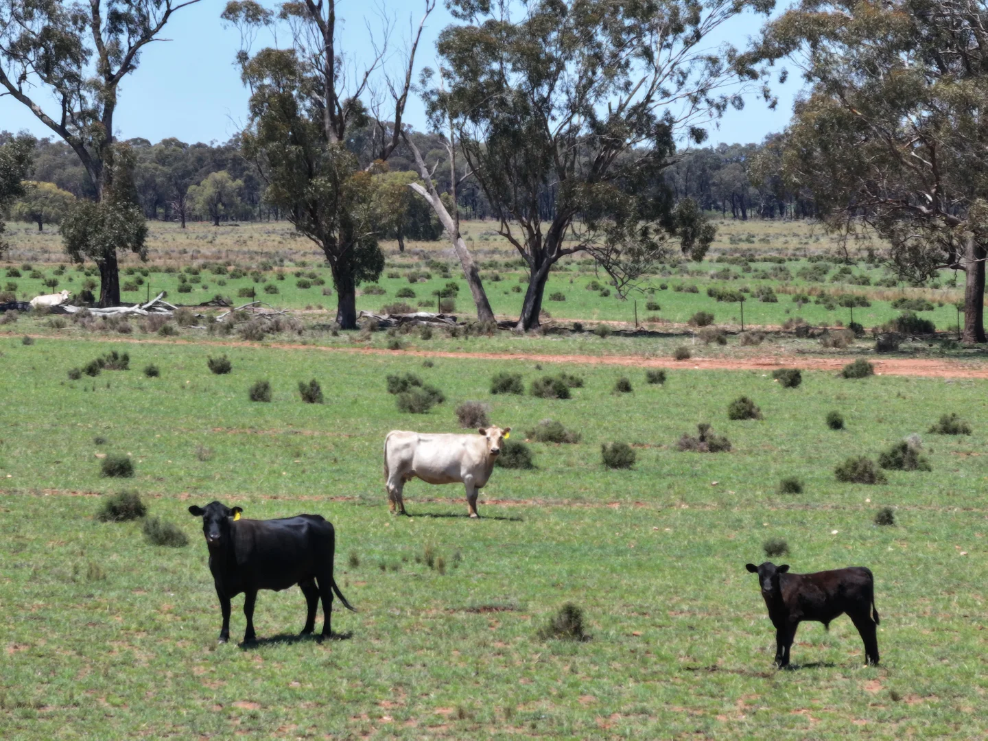 Additional image 9 of 'Mentone' 1521 Bruie Plains Road, Trundle NSW 2875