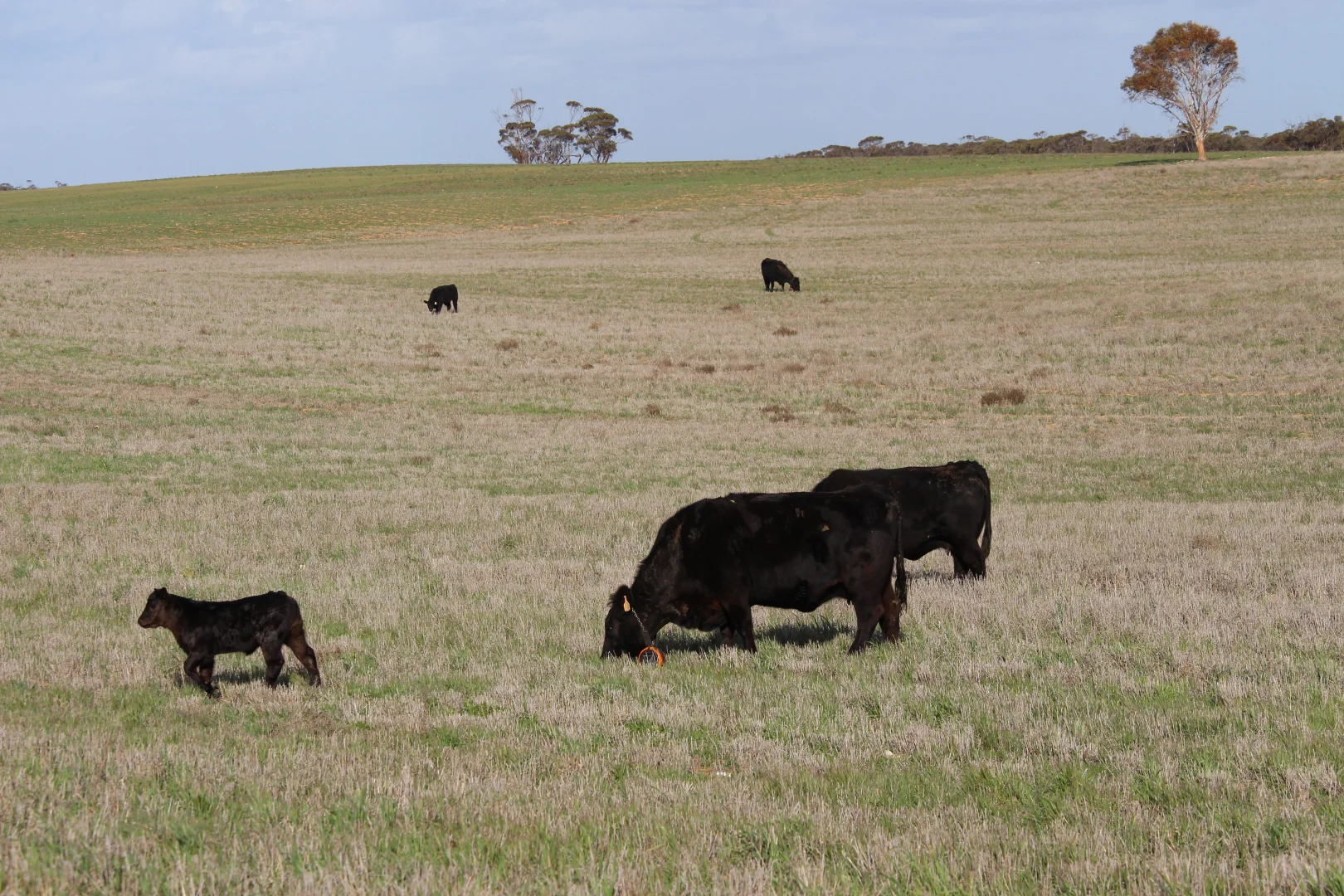 Additional image 4 of Allotment 92 Perponda Road, Karoonda SA 5307