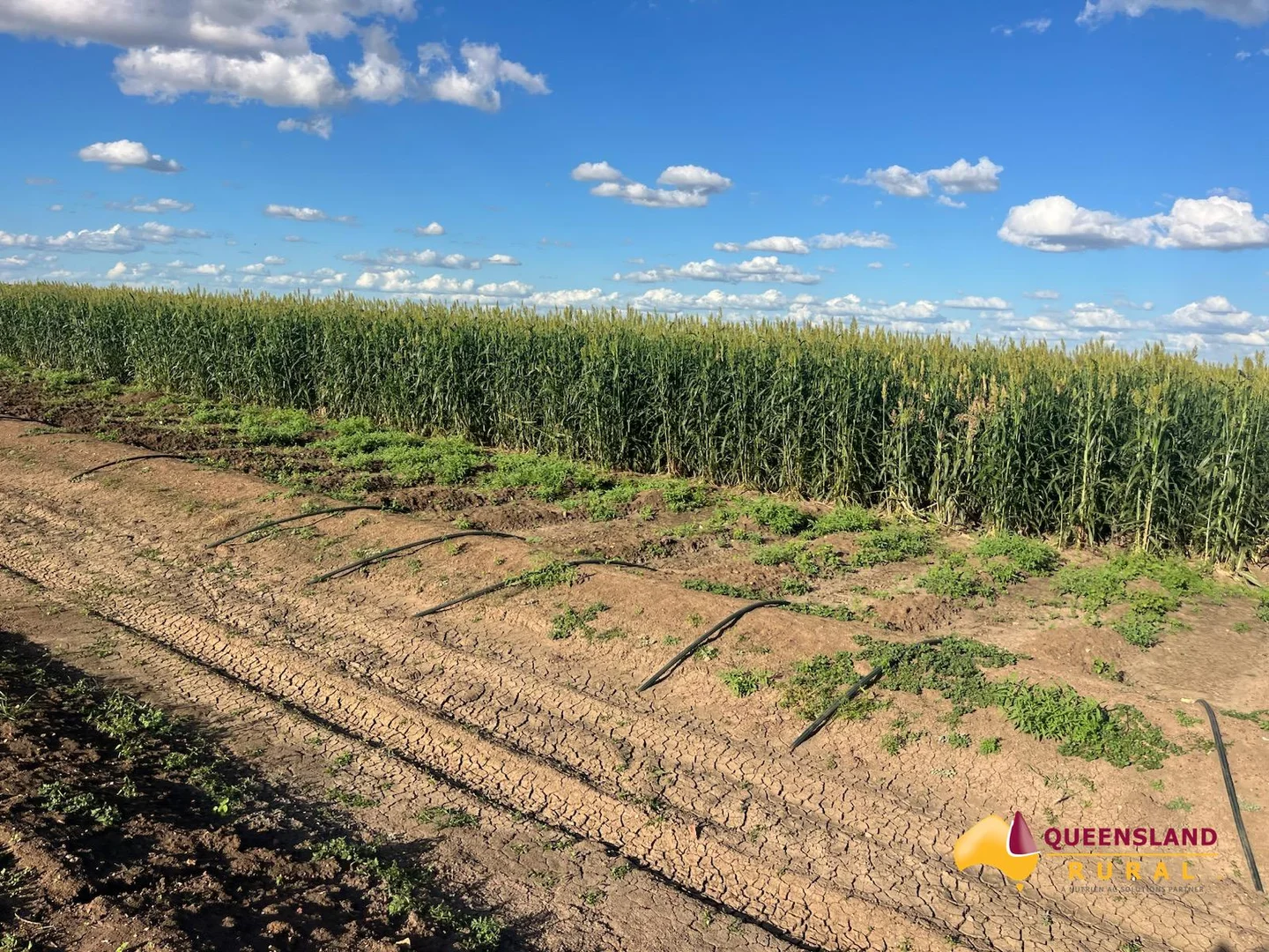 Additional image 17 of Llanarth QLD 4820