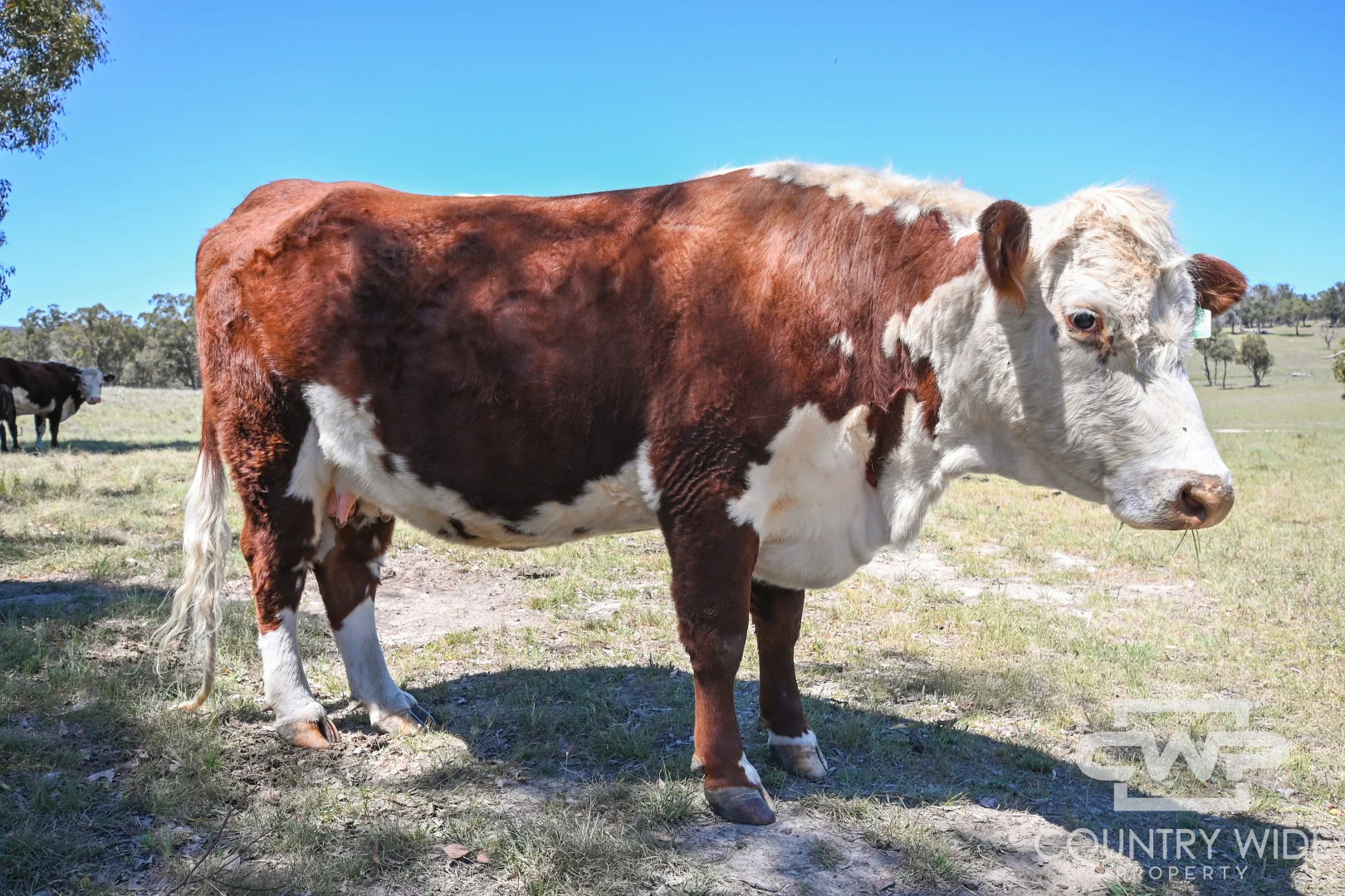 Additional image 24 of 954 Bullock Mountain Road, Glen Innes NSW 2370