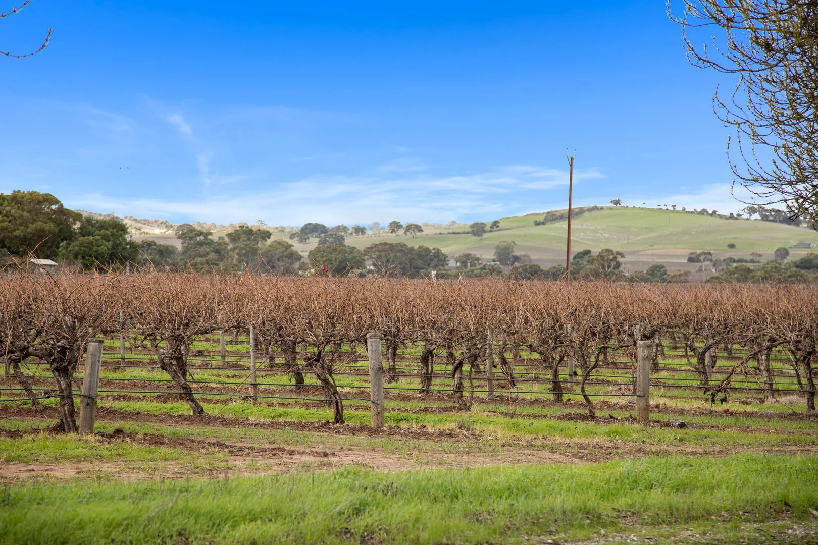 Additional image 8 of Lot 351 Angaston Road, Nuriootpa SA 5355