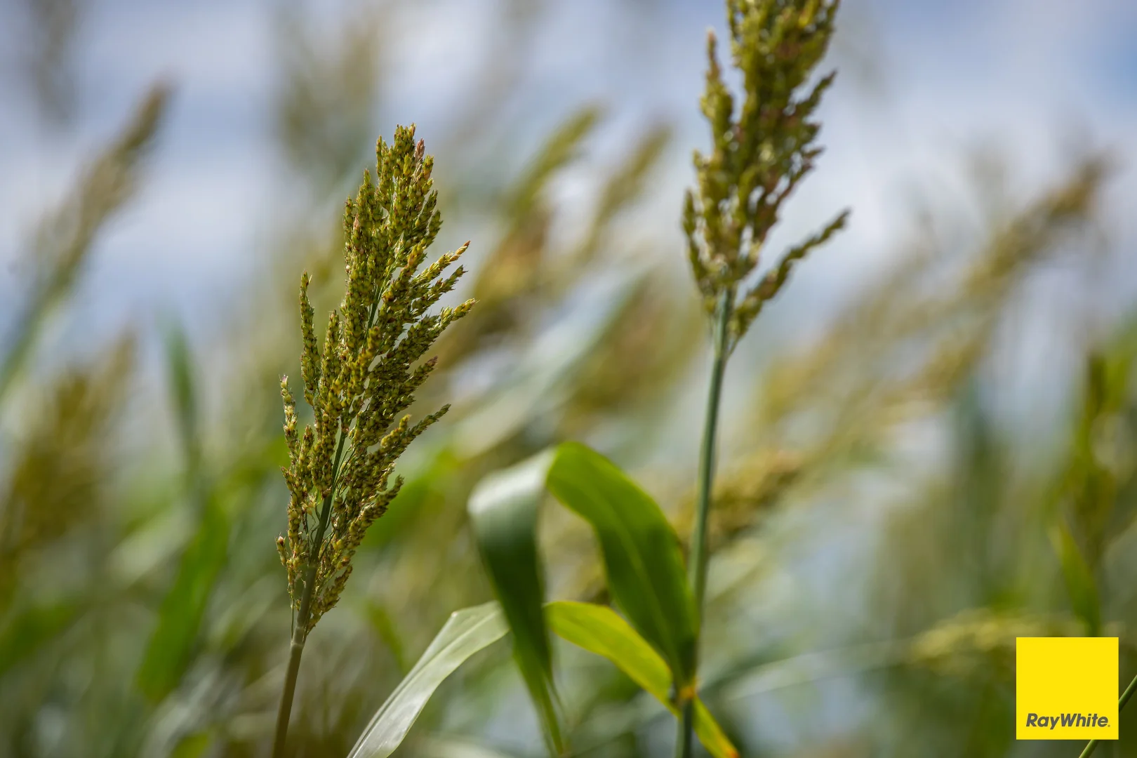 Additional image 20 of 394 Yetman Road, Inverell NSW 2360