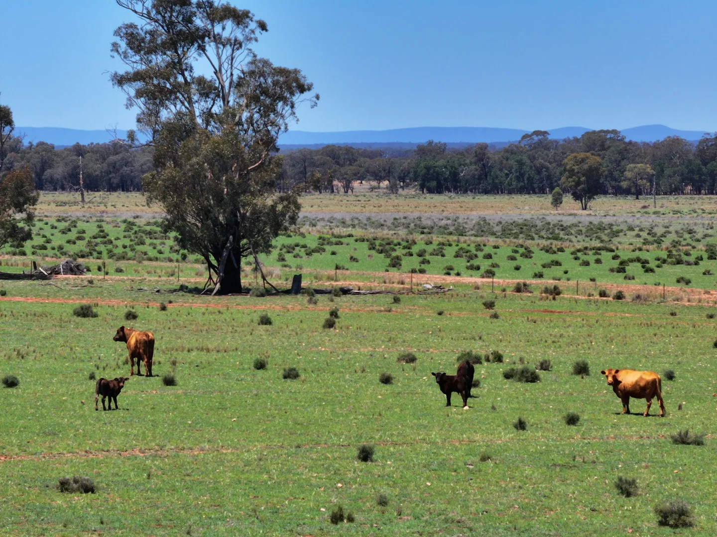 Additional image 6 of 'Mentone' 1521 Bruie Plains Road, Trundle NSW 2875