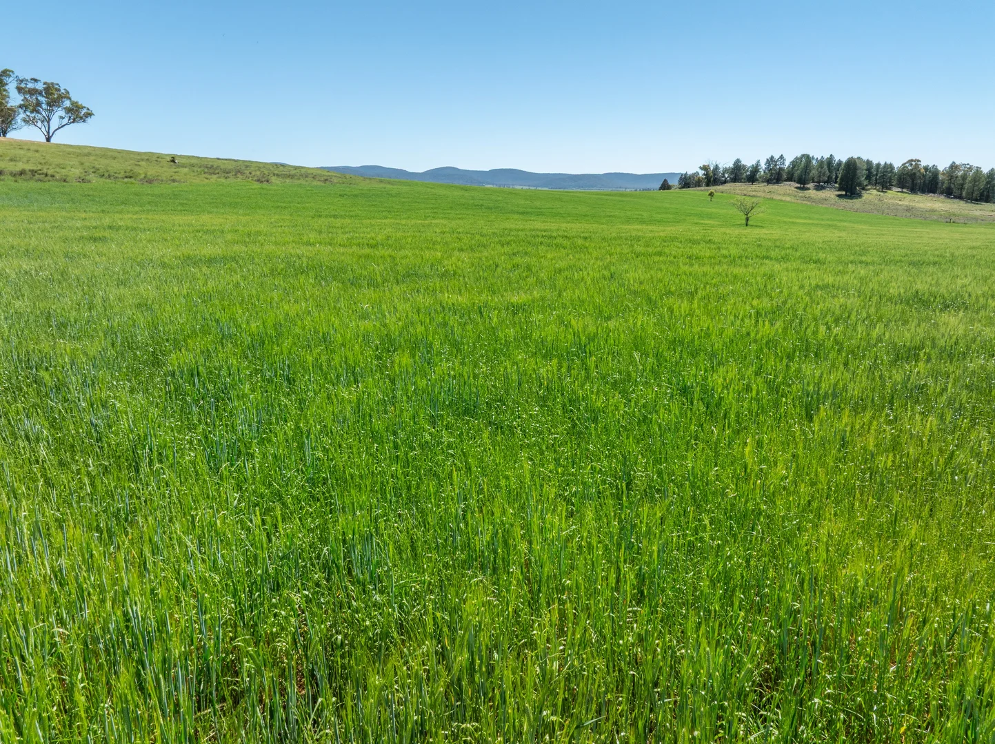 Additional image 39 of 92 Campbells Lane, Canowindra NSW 2804