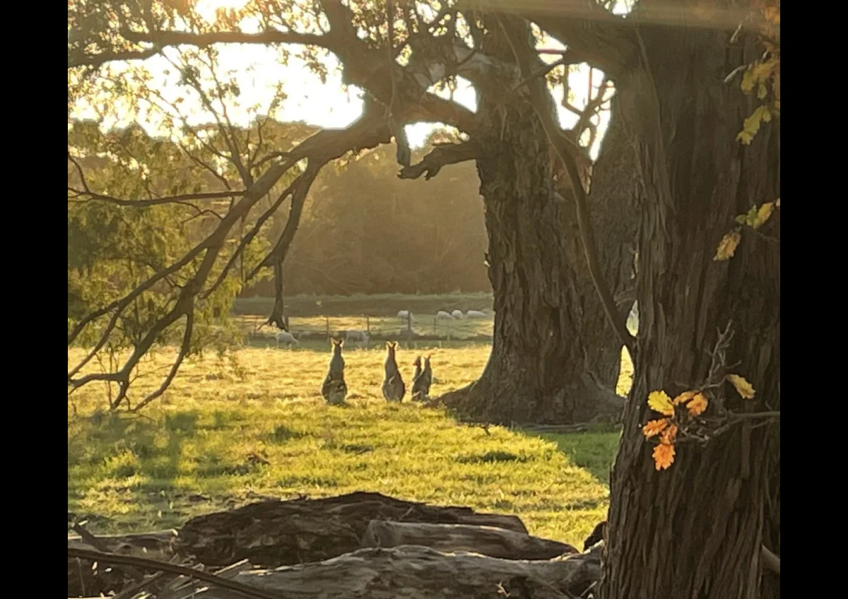 Additional image 12 of 44 Thompson Road, Gherang VIC 3240