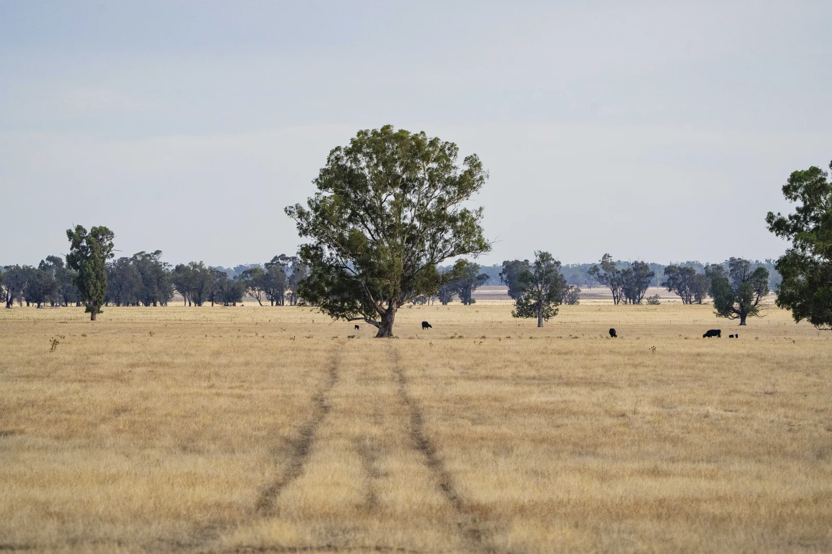 Additional image 4 of 1152 Central Island Road, Galore NSW 2650