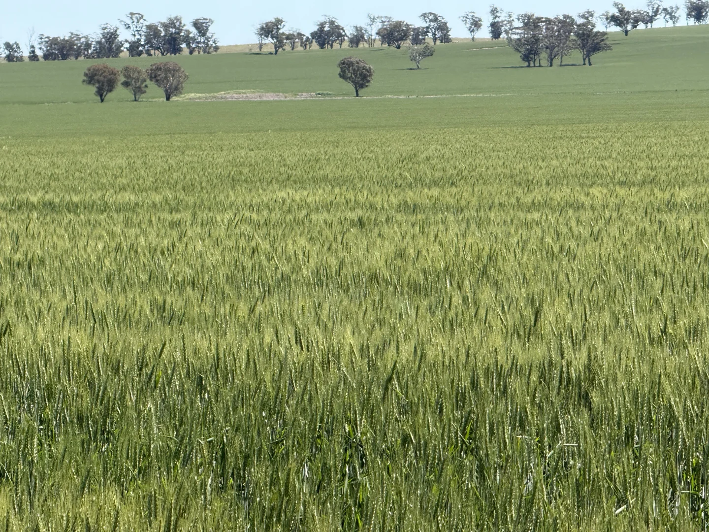 Additional image 21 of 861 Kadina Road, Parkes NSW 2870