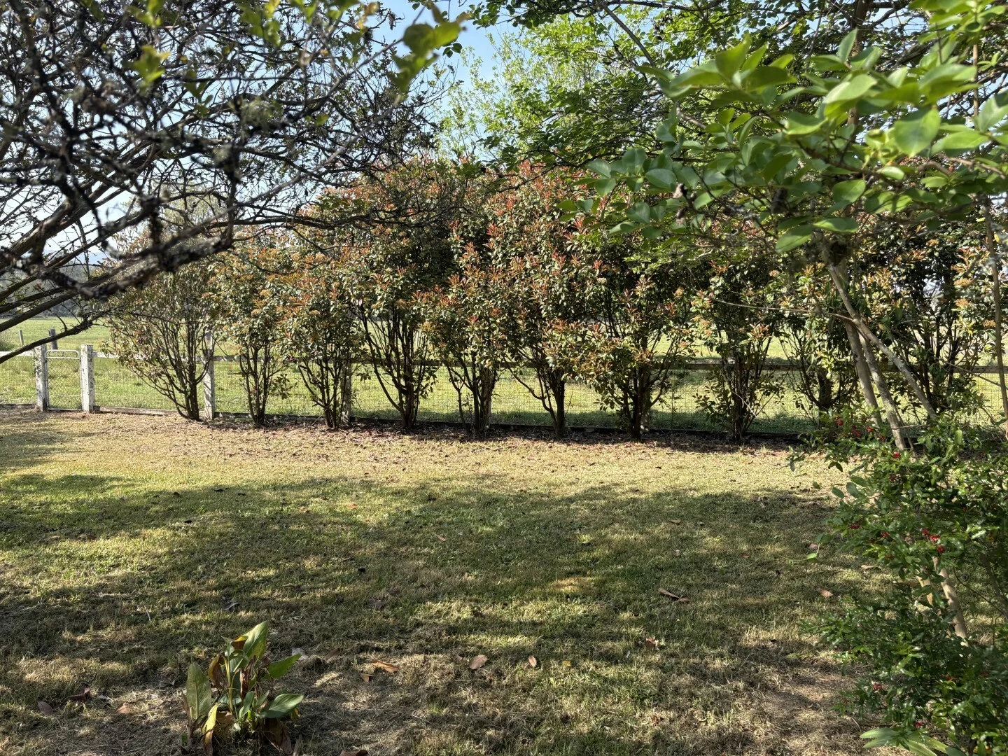 Additional image 28 of 15754 Clarence Way, Bonalbo NSW 2469