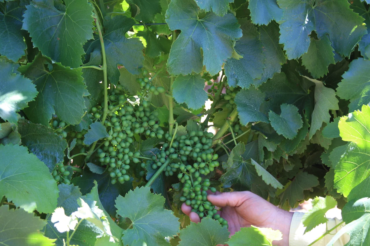 Additional image 11 of Lot 20 Spring Farm Road, Spring Farm SA 5453