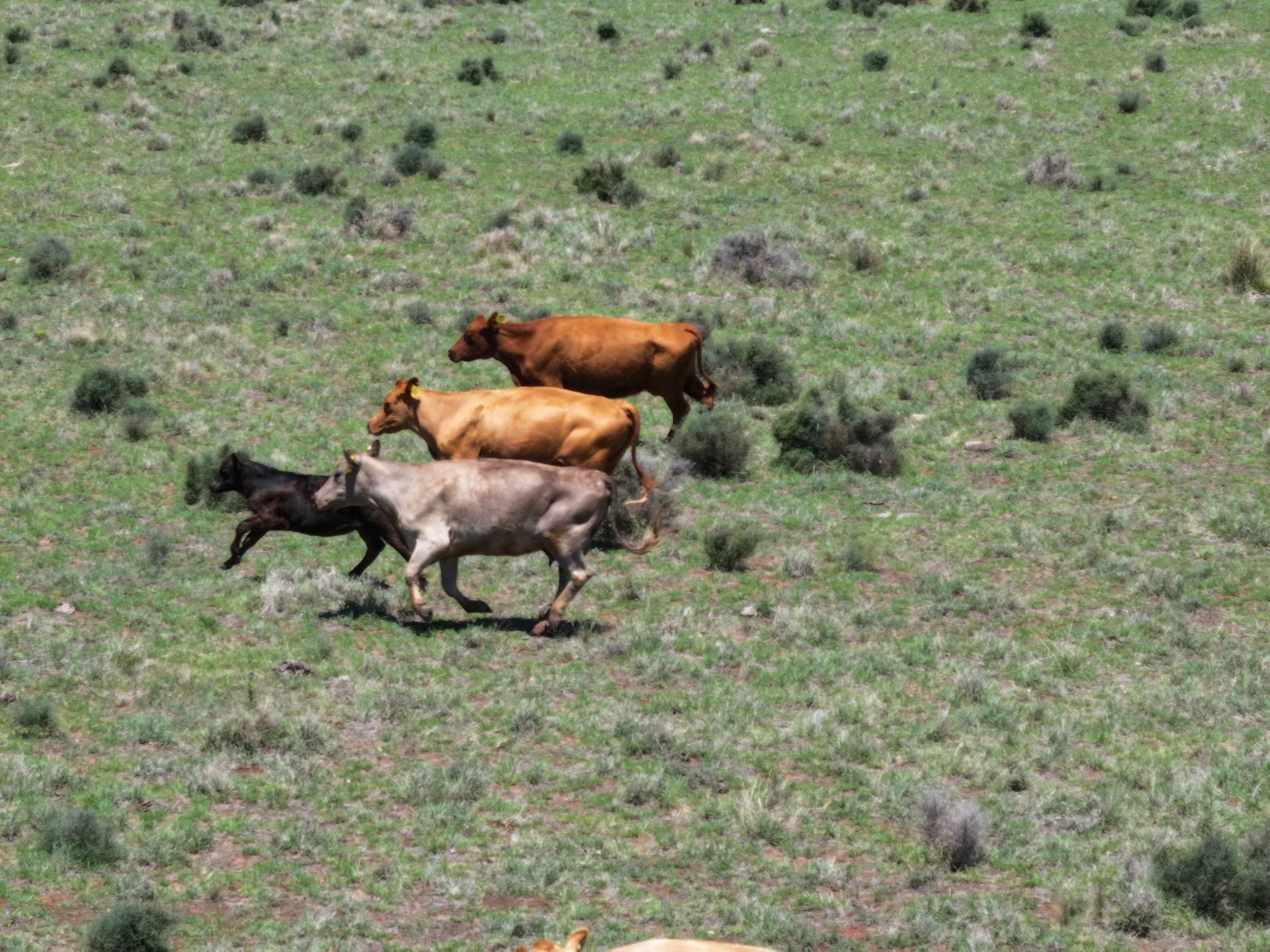 Additional image 5 of 'Mentone' 1521 Bruie Plains Road, Trundle NSW 2875