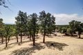 Additional image 81 of 21774 Oak Meadow Rd, Palo Cedro, CA, 96073