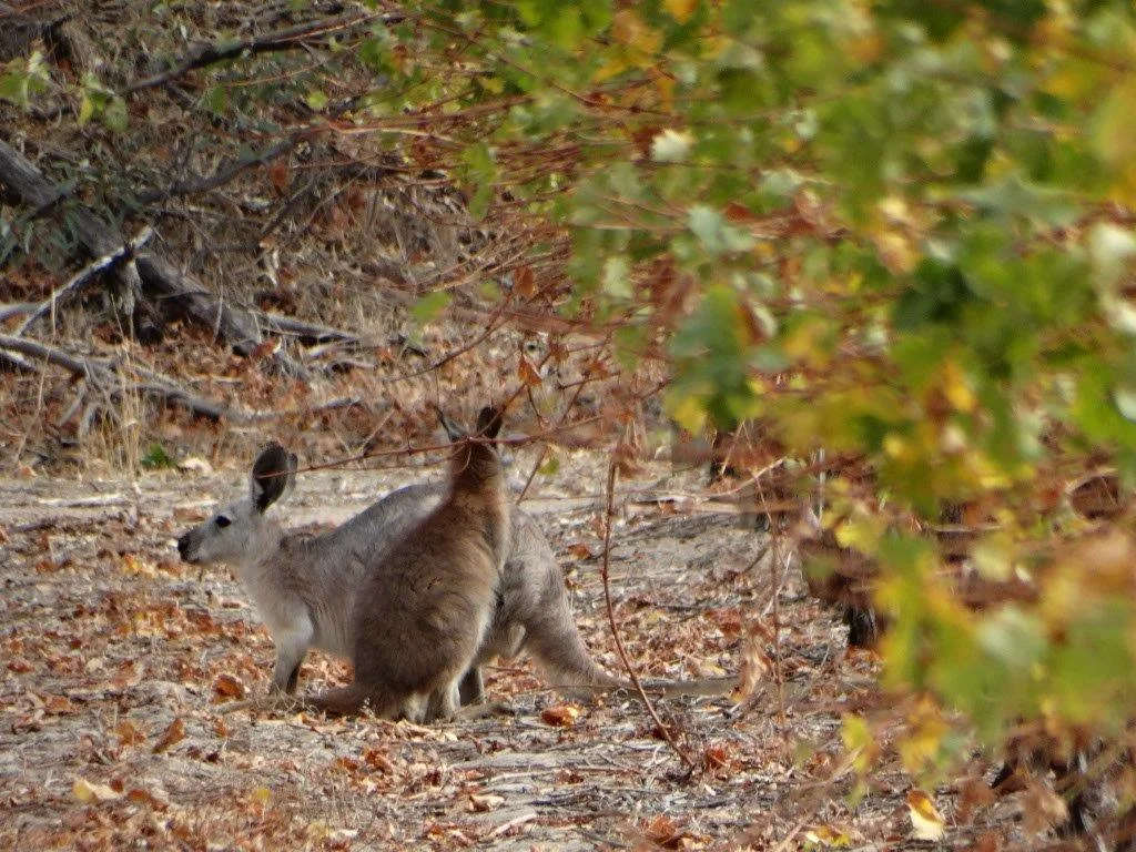 Additional image 13 of Lot 20 Spring Farm Road, Spring Farm SA 5453