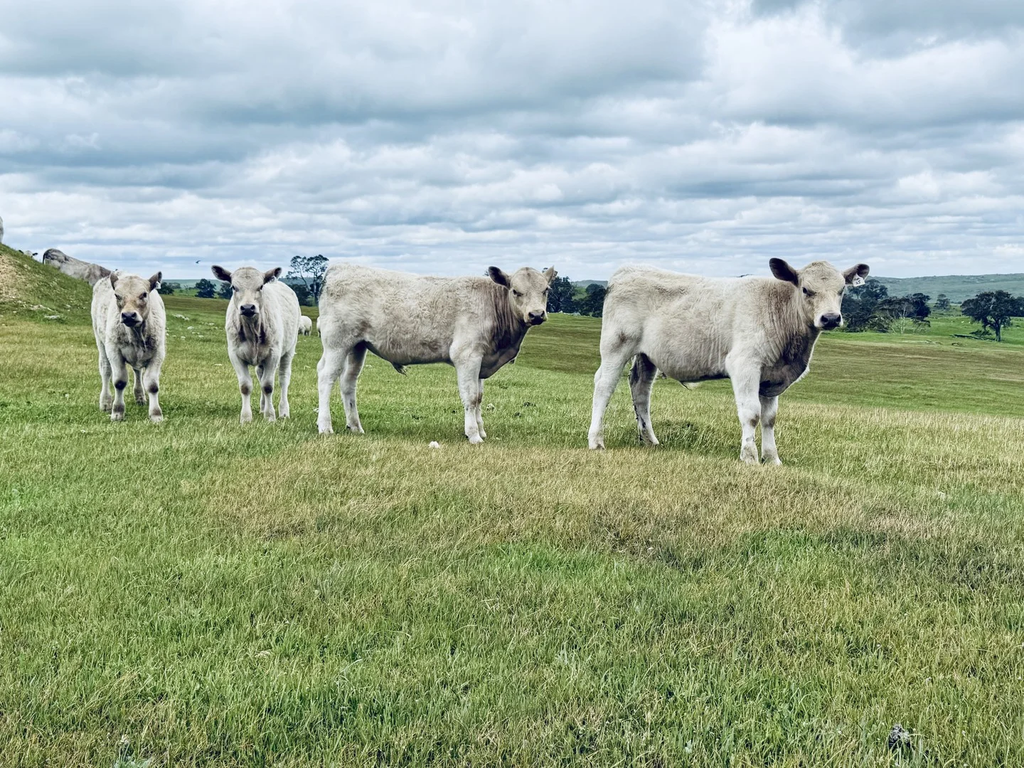 Additional image 3 of Lot 115 Mcgormans Road, Tungkillo SA 5236