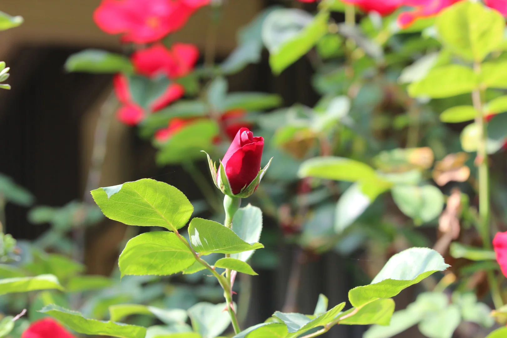 Additional image 26 of 121 Orchard Place, Inverell NSW 2360