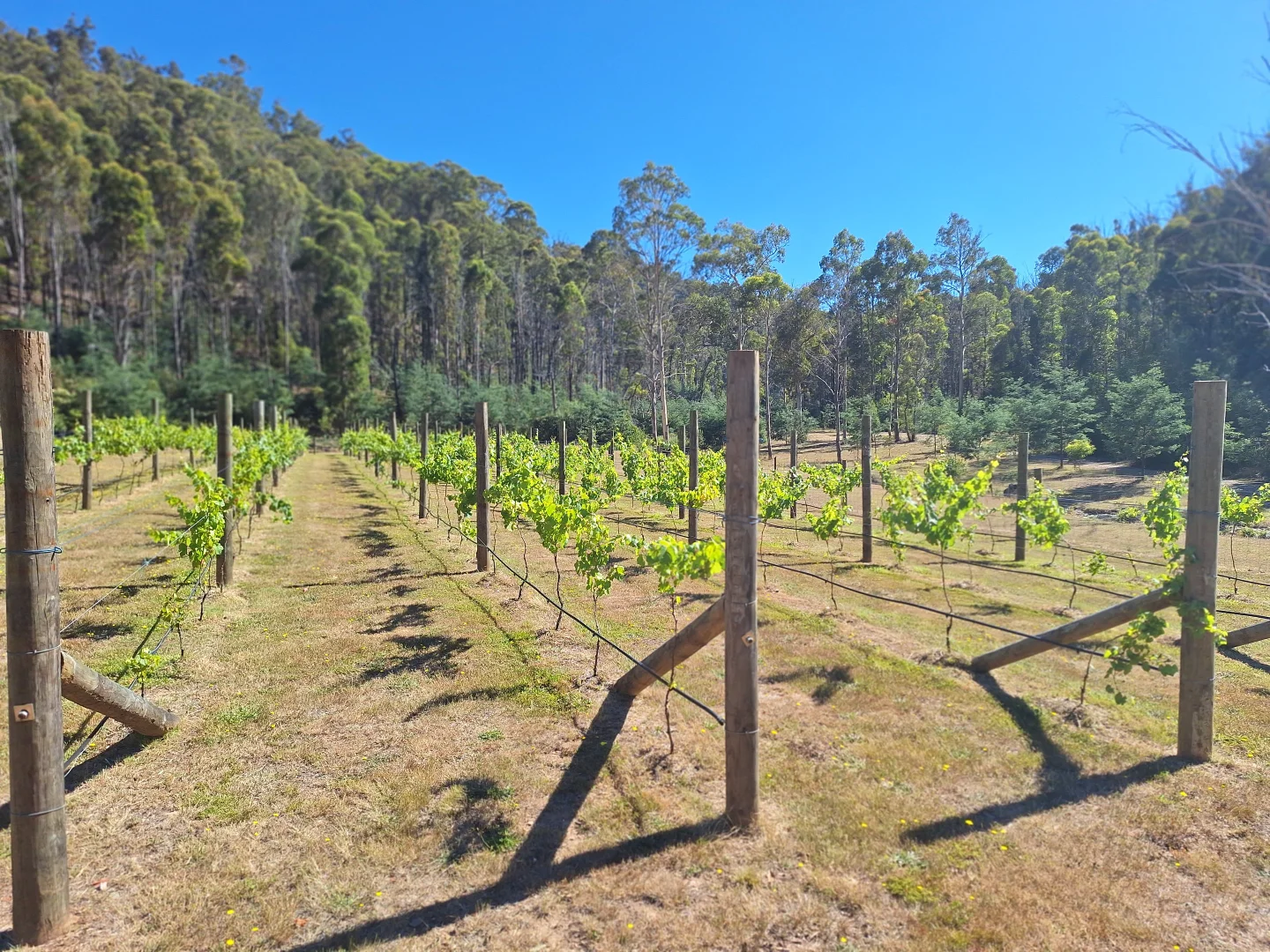 Additional image 11 of 141 Young Street, Mangana TAS 7214