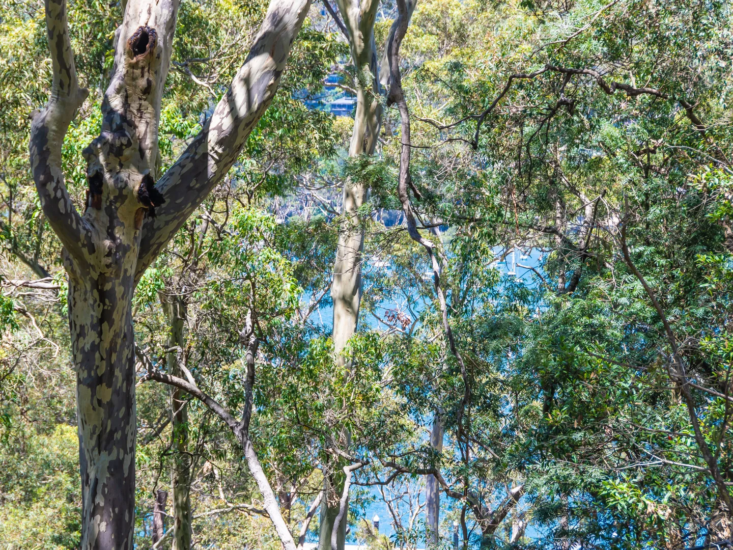 Additional image 7 of 38 Thompson St, Scotland Island NSW 2105