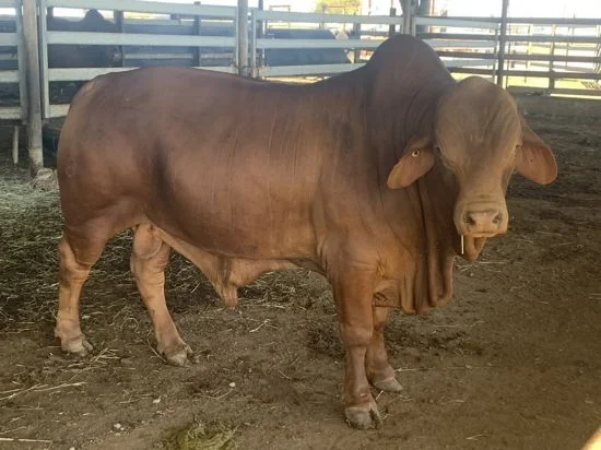 Additional image 22 of 21 Barbagallo Road, Aloomba QLD 4871