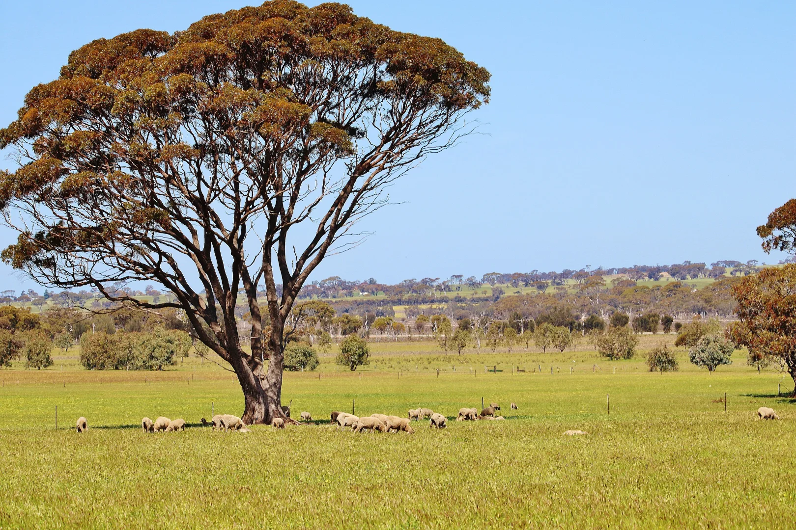 Additional image 13 of 256 WAGIN-DUMBLEYUNG ROAD, Wagin WA 6315