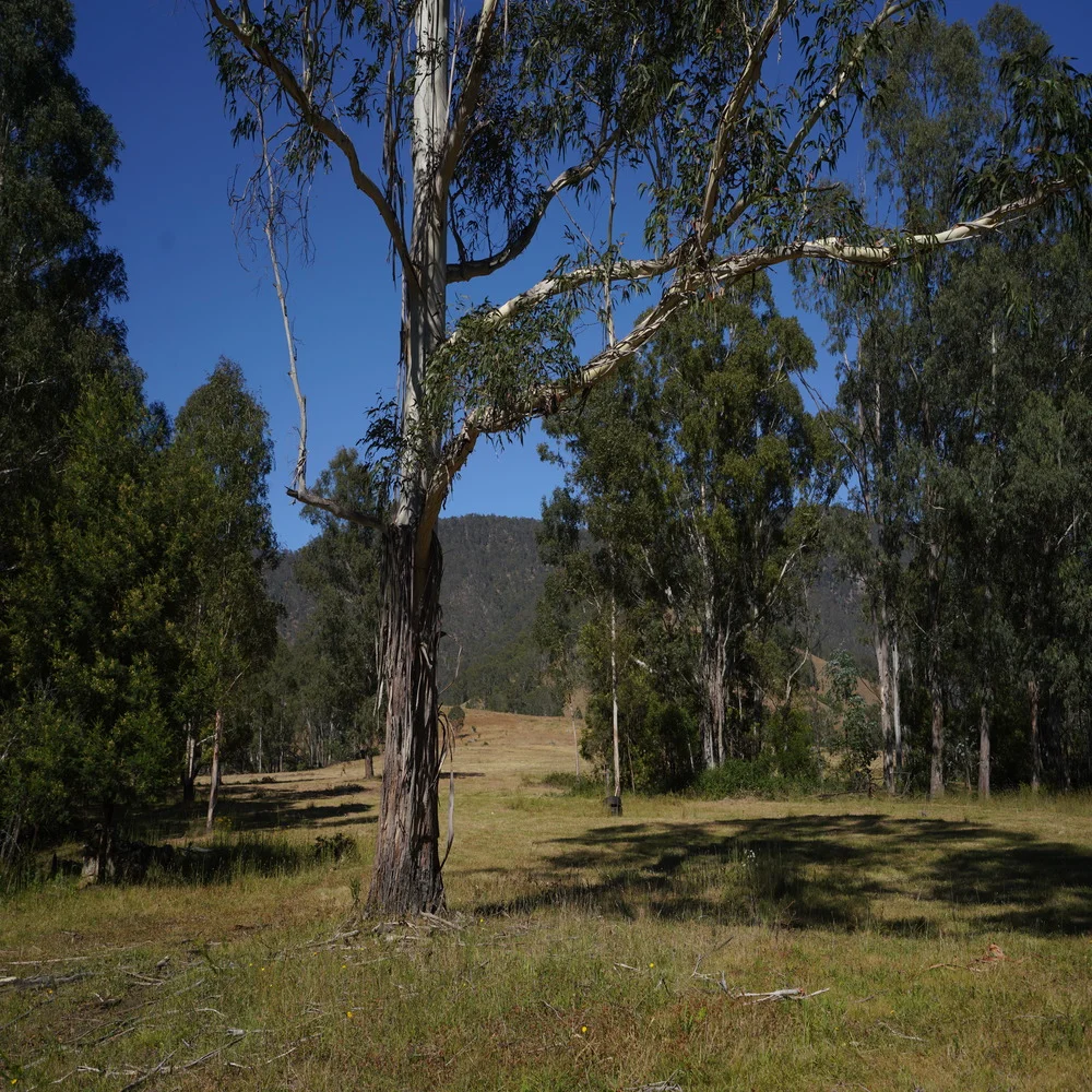 Additional image 3 of 3/1076 Neringla Road, Braidwood NSW 2622