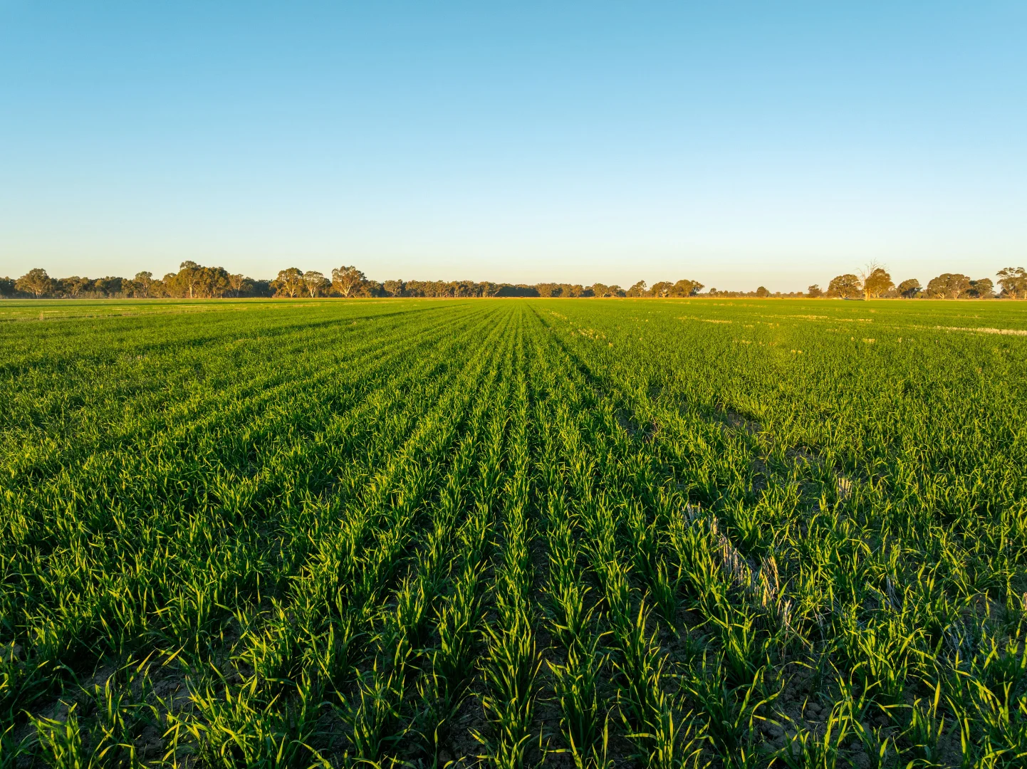 Additional image 17 of 479 Stokes Road, Strathmerton VIC 3641