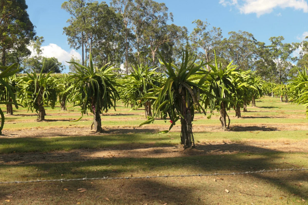 Additional image 3 of Bulldog NSW 2469