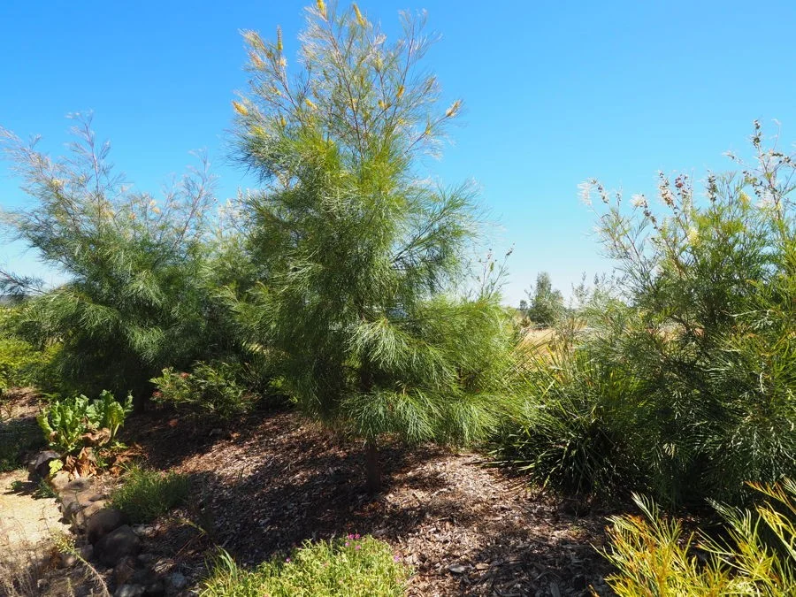 Additional image 11 of Warialda Rail NSW 2402