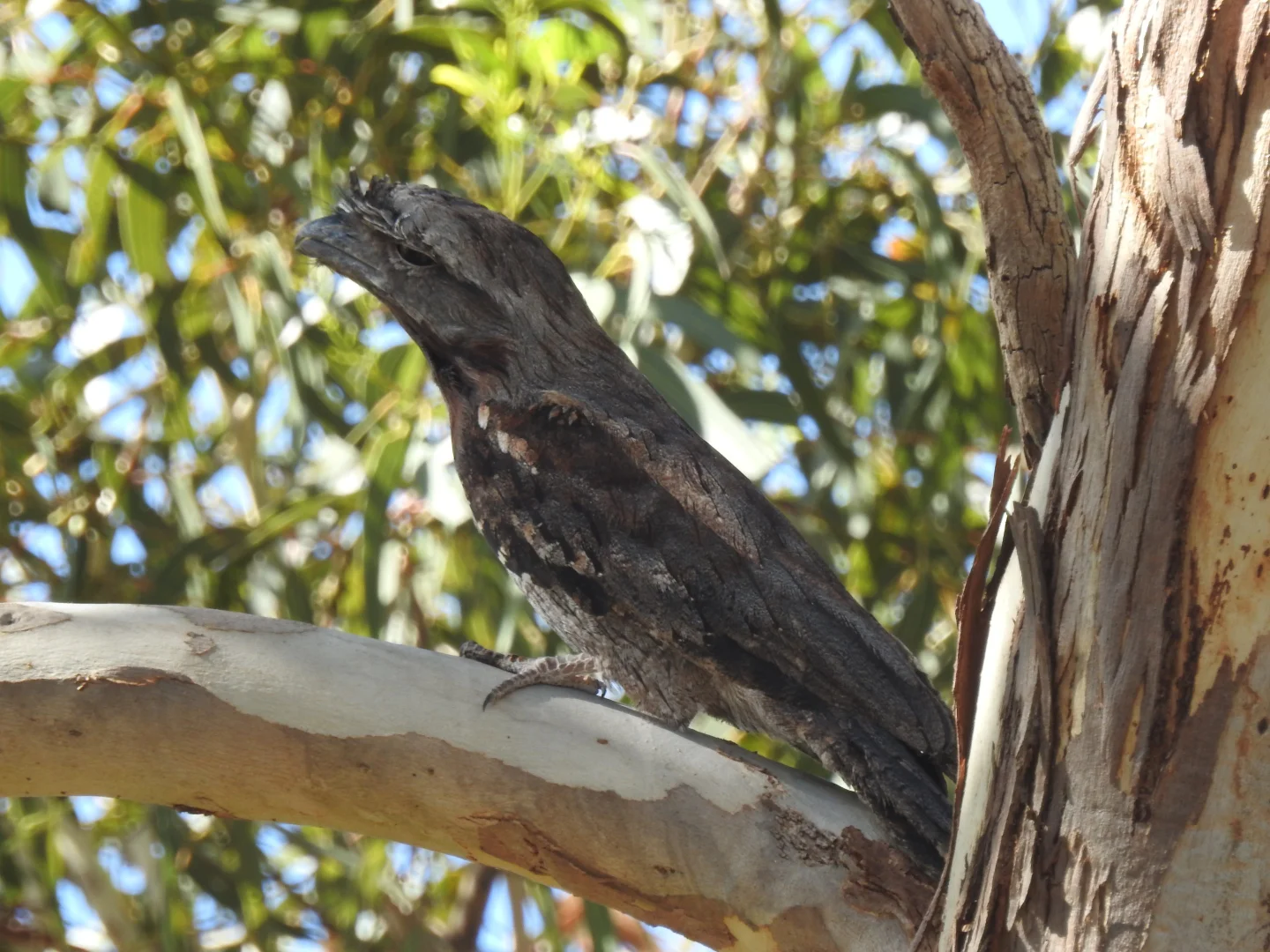 Additional image 35 of 839 Signal Flat Road, Finniss SA 5255