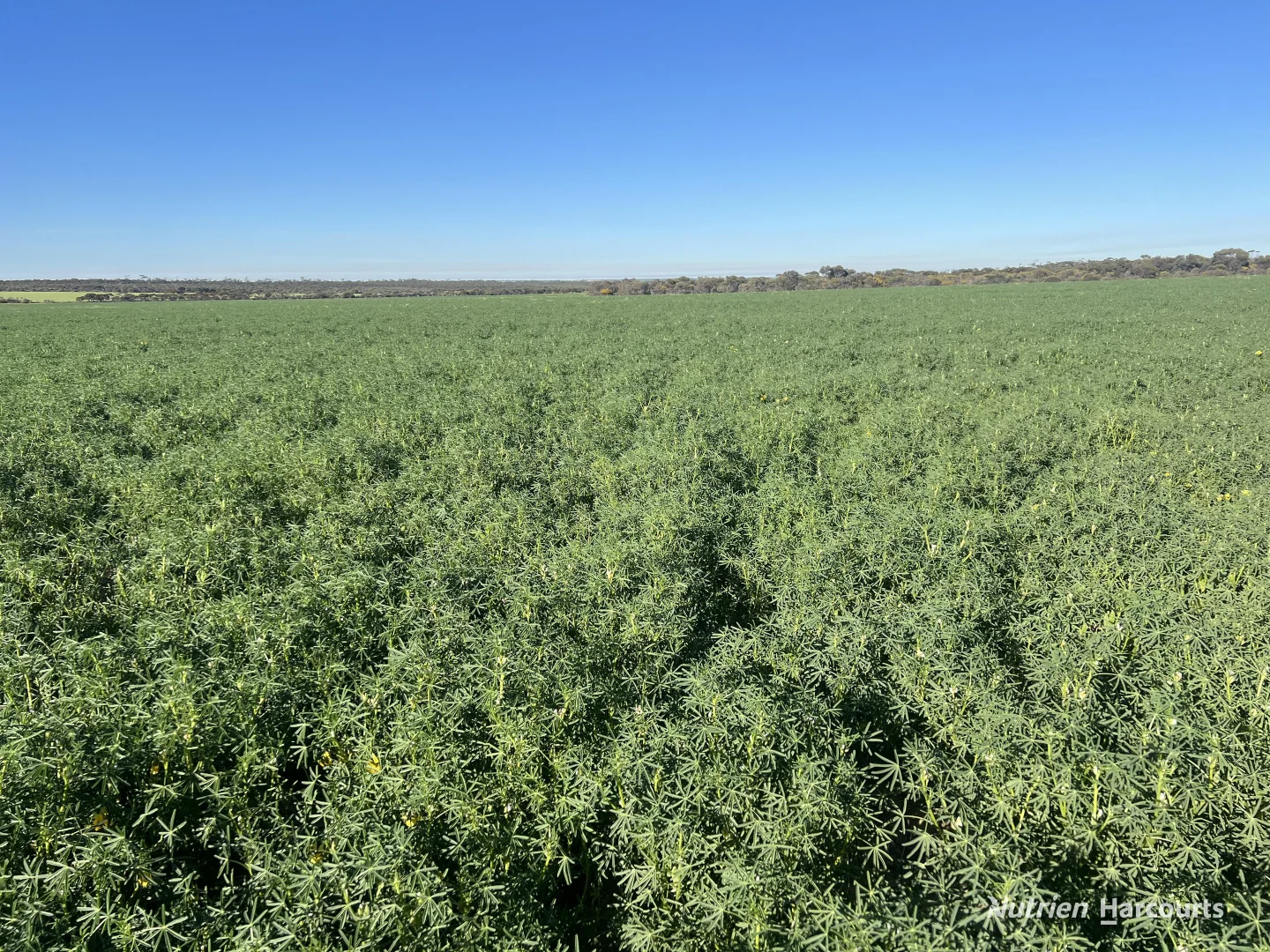 Additional image 8 of 1650 Dulyalbin Road, South Bodallin WA 6424