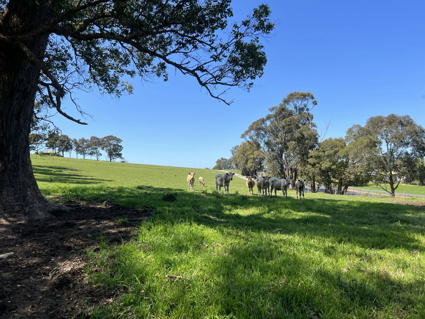 Additional image 3 of Lot 1/389 Princes Highway, Orbost VIC 3888