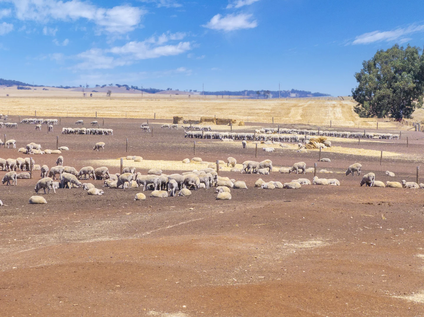 Additional image 20 of 'Merilden Feedlot' & 'Brads', Manoora SA 5414