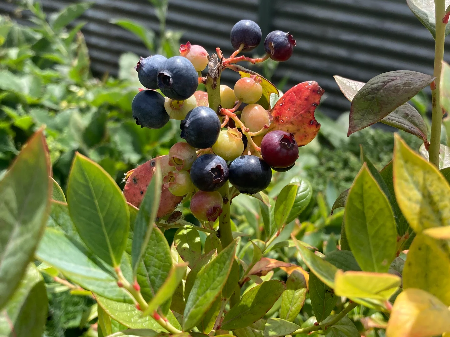 Additional image 30 of 211 Upper Scotchtown Road, Scotchtown TAS 7330