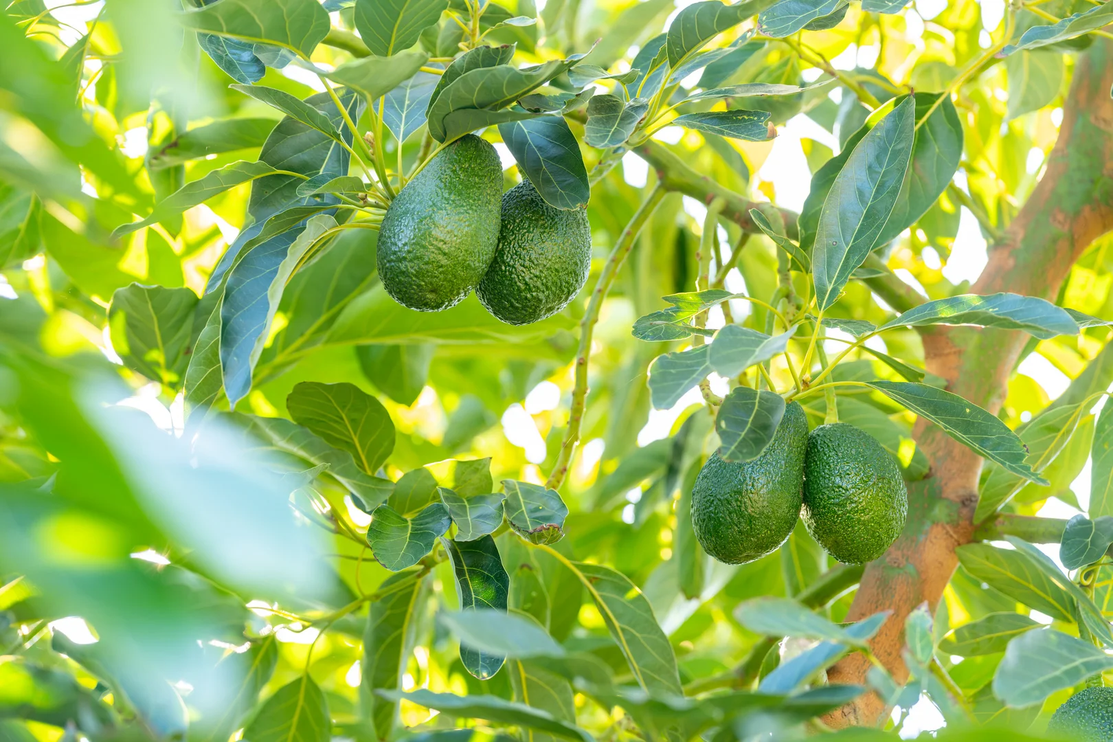 Additional image 4 of Sepelts Road, Barooga NSW 3644