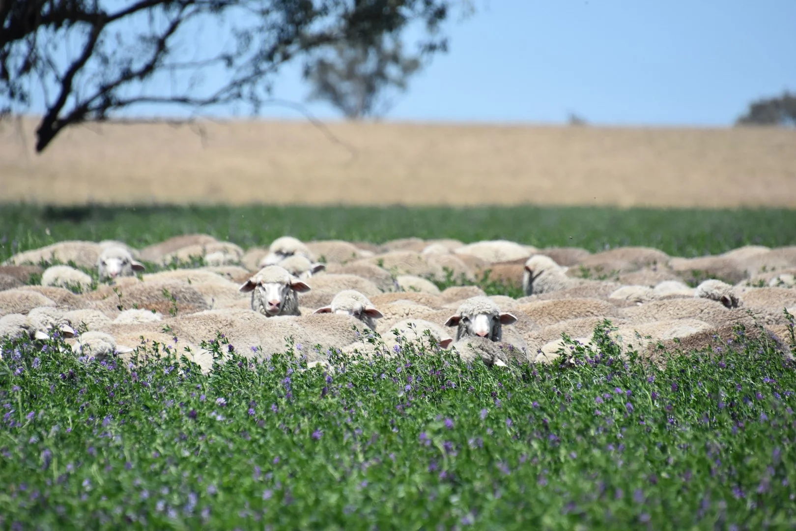 Additional image 7 of 1507 Pine Mount Road, Woodstock NSW 2793