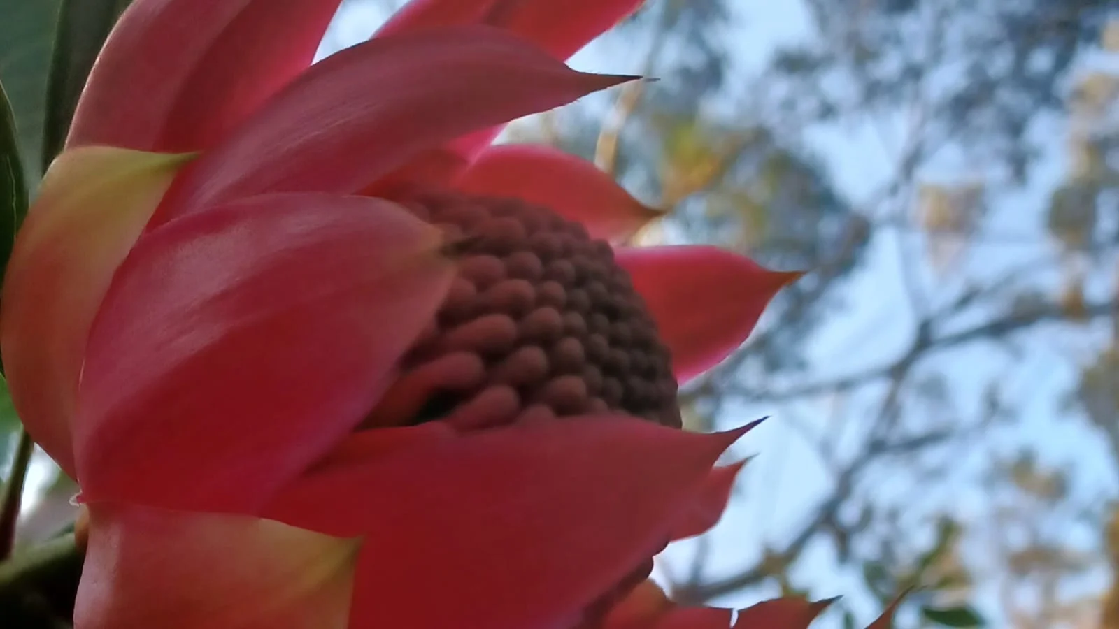 Additional image 12 of 167 Burralow Road, Kurrajong Heights NSW 2758