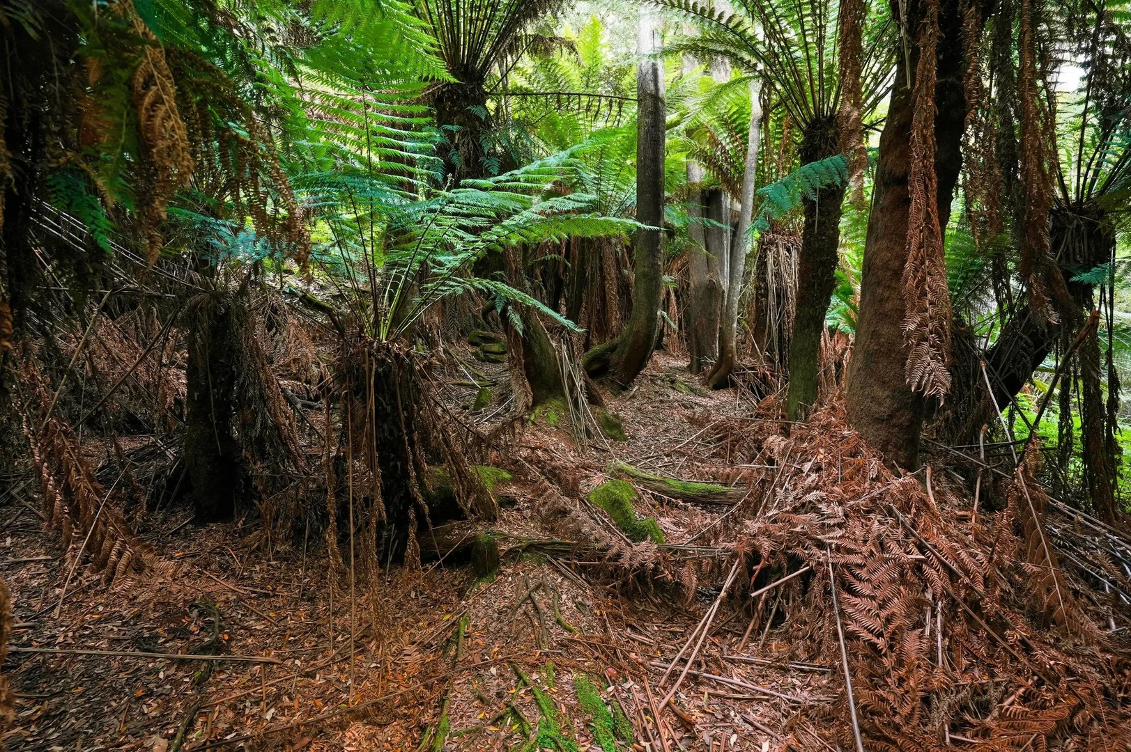 Additional image 7 of 107 Wielangta Road, Kellevie TAS 7176