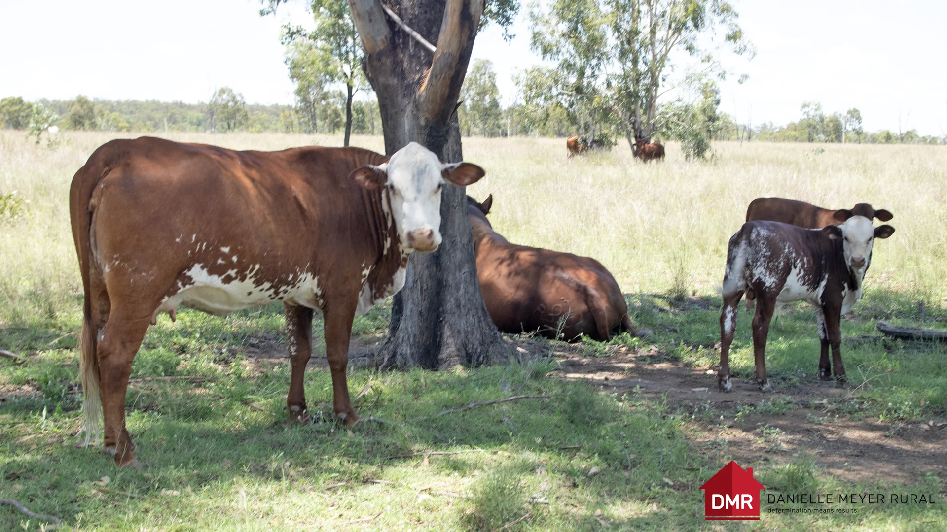 Additional image 51 of 8 Screening Plant Road, Cynthia QLD 4627