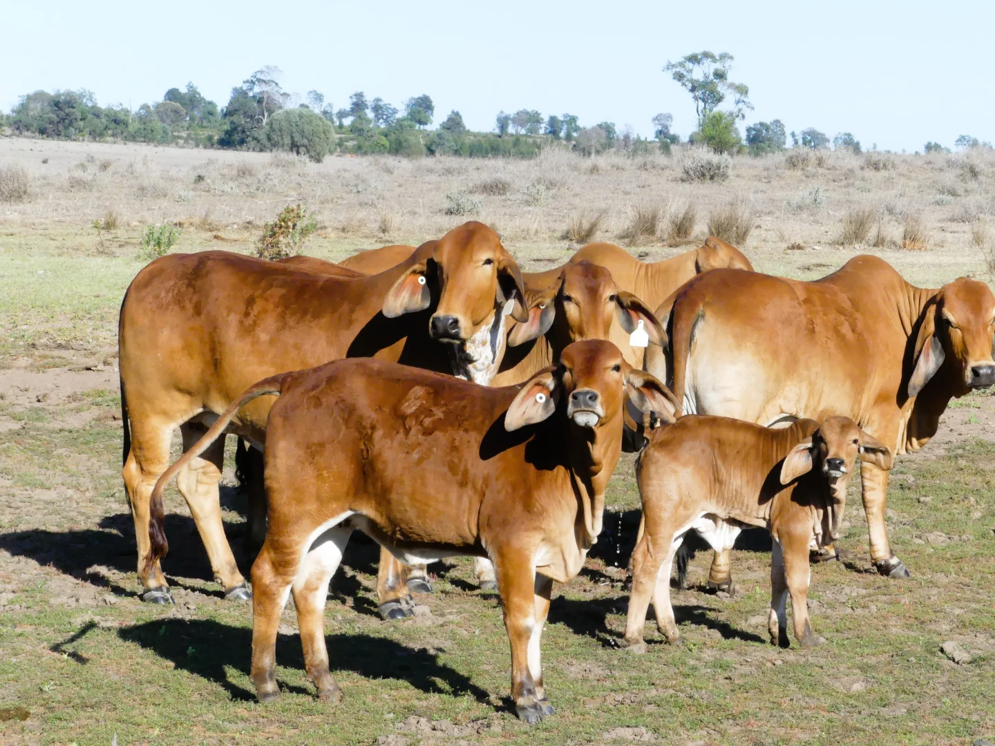 Additional image 20 of 'Bracco' Orallo Road, Roma QLD 4455