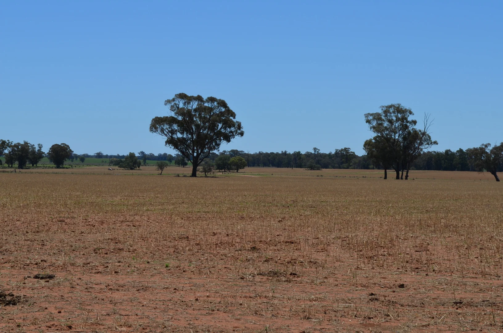 Additional image 8 of 'Mentone' 1521 Bruie Plains Road, Trundle NSW 2875