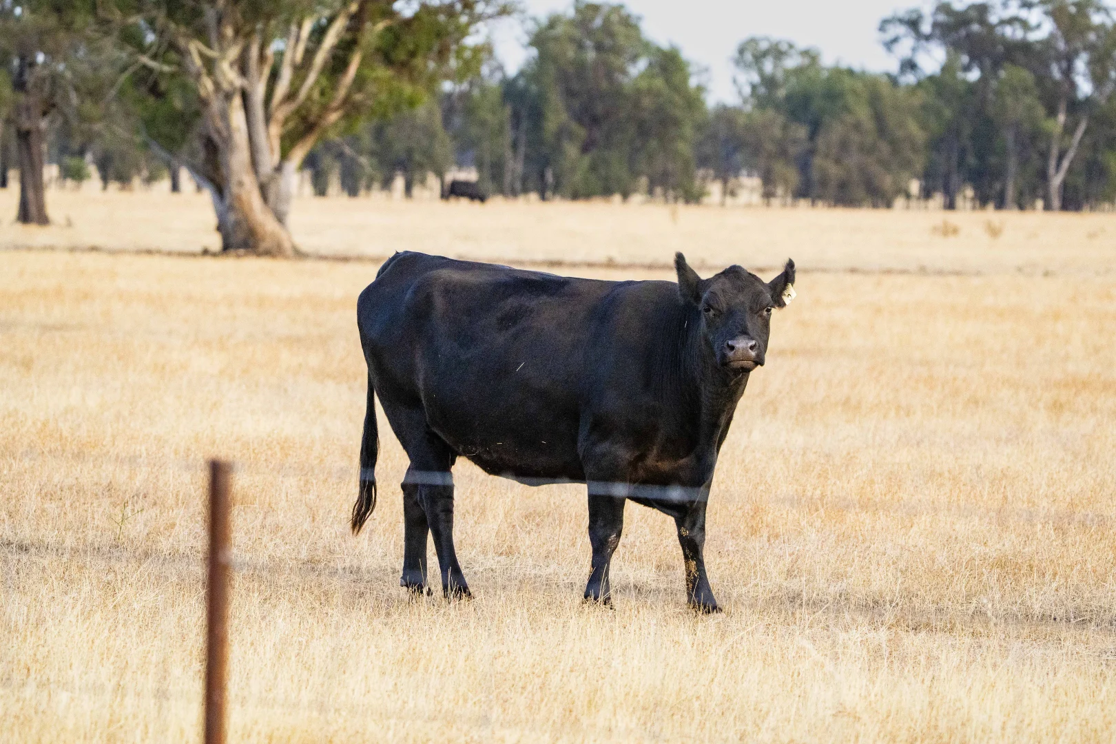 Additional image 5 of 1152 Central Island Road, Galore NSW 2650