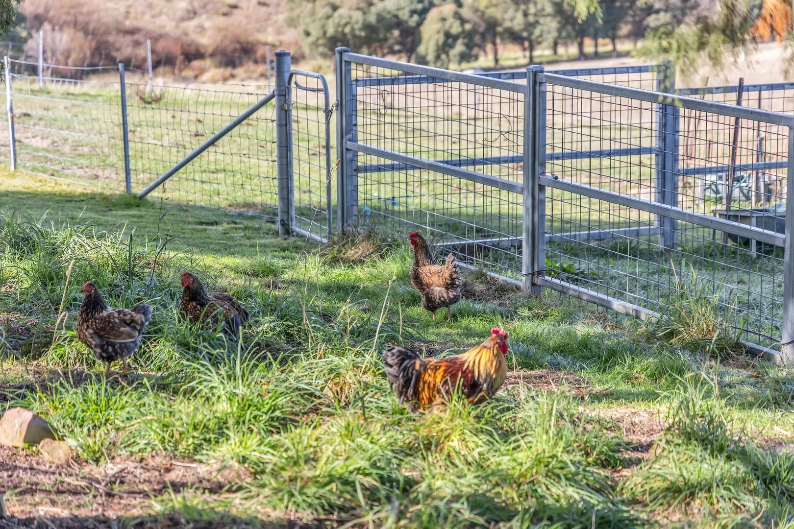 Additional image 21 of 44 Corrowong Road, Delegate NSW 2633