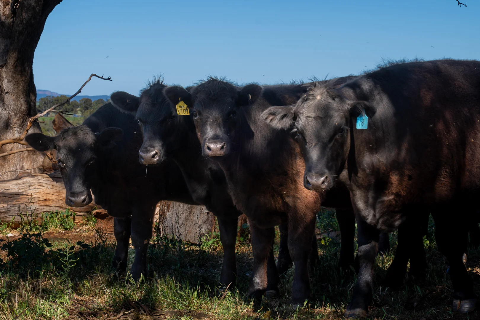 Additional image 10 of 'Wandella Park' 1097 Davys Plains Road via Cudal,, Orange NSW 2800